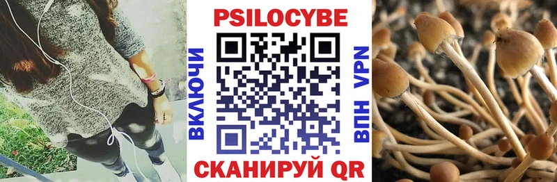 продажа наркотиков Урус-Мартан Галлюциногенные грибы Psilocybine cubensis